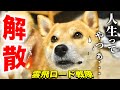 突然の報告を受けた柴犬こむぎが実は色々理解してなかったお話【あるじのステップ】三浦半島ジブリ