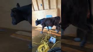 Young Bulls Discover Water Spigot and Create Unexpected Shower