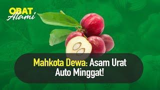 Terkuak Ini Manfaat dari Buah Mahkota Dewa | Nutrisi Alami