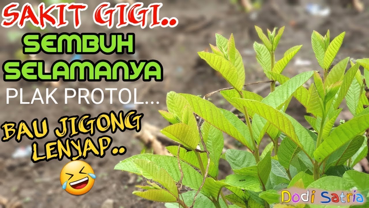 Cara Menyembuhkan Sakit Gigi Sekaligus Mencegahnya Kumat Lagi 