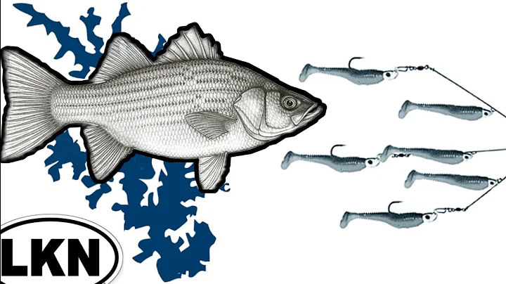 Hybrid Striped Bass Association Tournament on Lake Norman