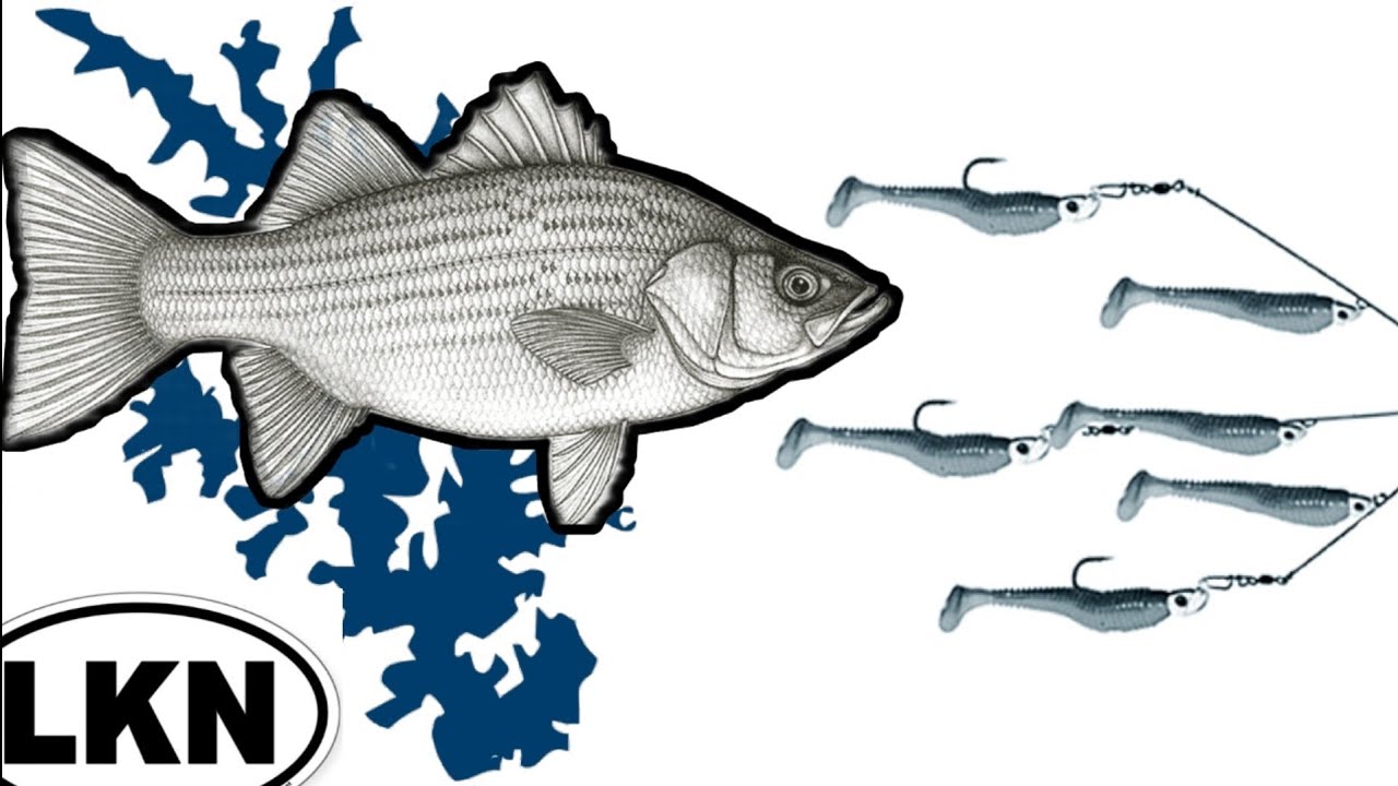Hybrid Striped Bass Association Tournament on Lake Norman
