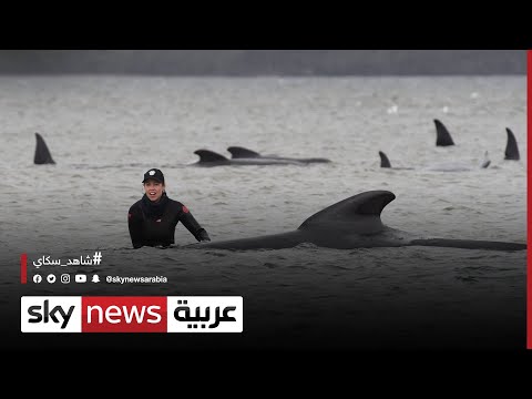 فيديو: ماذا يوجد على الساحل الشمالي الغربي لتسمانيا؟