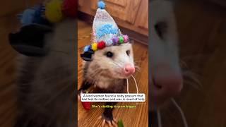 adopting an abandoned baby opossum #animals #cute #lovestory #wildliferescue #rescue #opossum