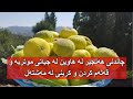 زۆر گرنگە چاندن و قەڵەم کردن و رەگ دەرکردن لە ھاویندا Youtube Agriculture Grafting 