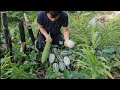 Harvest the first melons after two months of planting, Survival Instinct, Wilderness Alone (ep117)