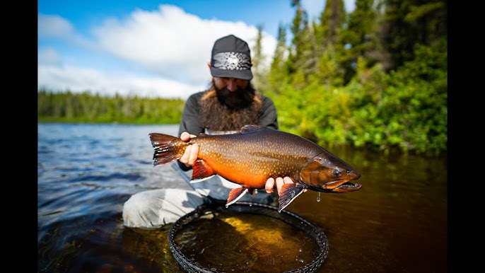 Some Of The Most Incredible Surface Eats By Brook Trout! 