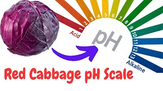 How to Make Red Cabbage Indicator (test acids and bases)