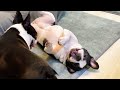まるで人間の姉妹?世界一仲の良い犬たちを見てほしい（自称ｗ）【ボストンテリア・フレンチブルドッグ】