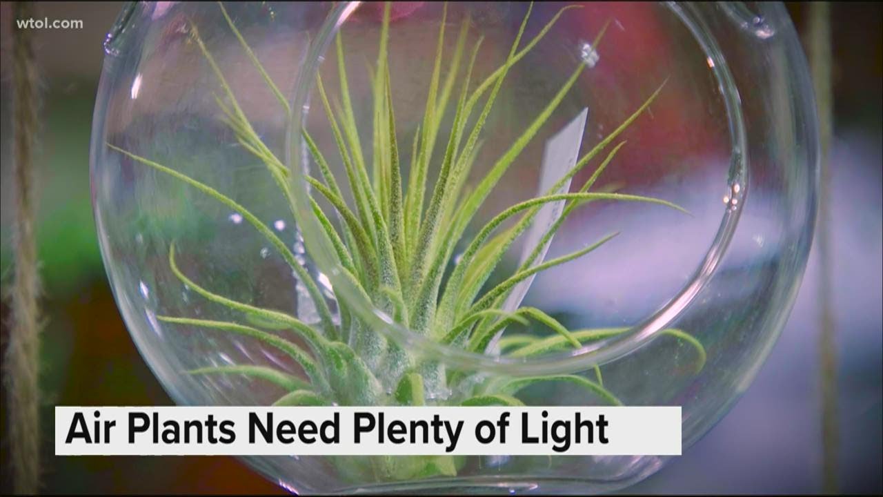 air plant tickets Air Plant Care Card (Postcard Size) (Minimum Order 25)  Bulk Air Plants