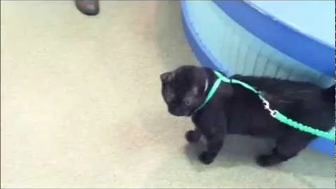 Watch the video about Meet Van Gogh the cat, available for adoption at the Richmond SPCA