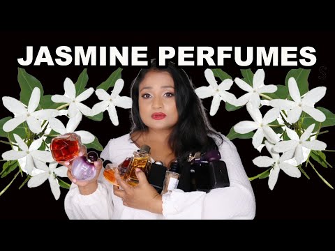 Wideo: Królewskie kwiaty jaśminu - delikatny zapach i wyrafinowane piękno