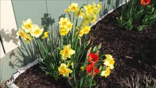 Springtime in the Blue Ridge Mtns