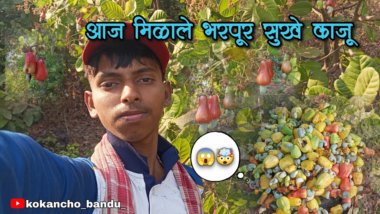 सुखे काजू काढायला आलो बागेत | काढून काढून कंटाळलो.. 🥲 | भेटले खूप काजू 🤩  traditional kokan