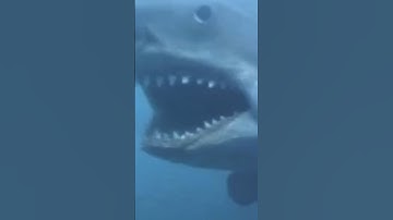 "Jaws" was a mistake! #sharks #filmmaking #film #shorts #movie #funfacts #scary #ytshorts #movies