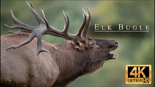 Huge Bull Elk Bugling During the Rut Season