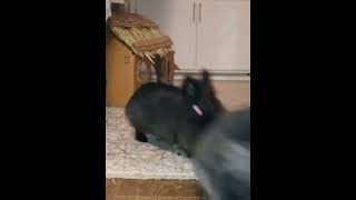 "Up There, Mom!" 🥰#fluffybunny #bunny #smallpet #subscribe #cute #lionheadrabbit #love 