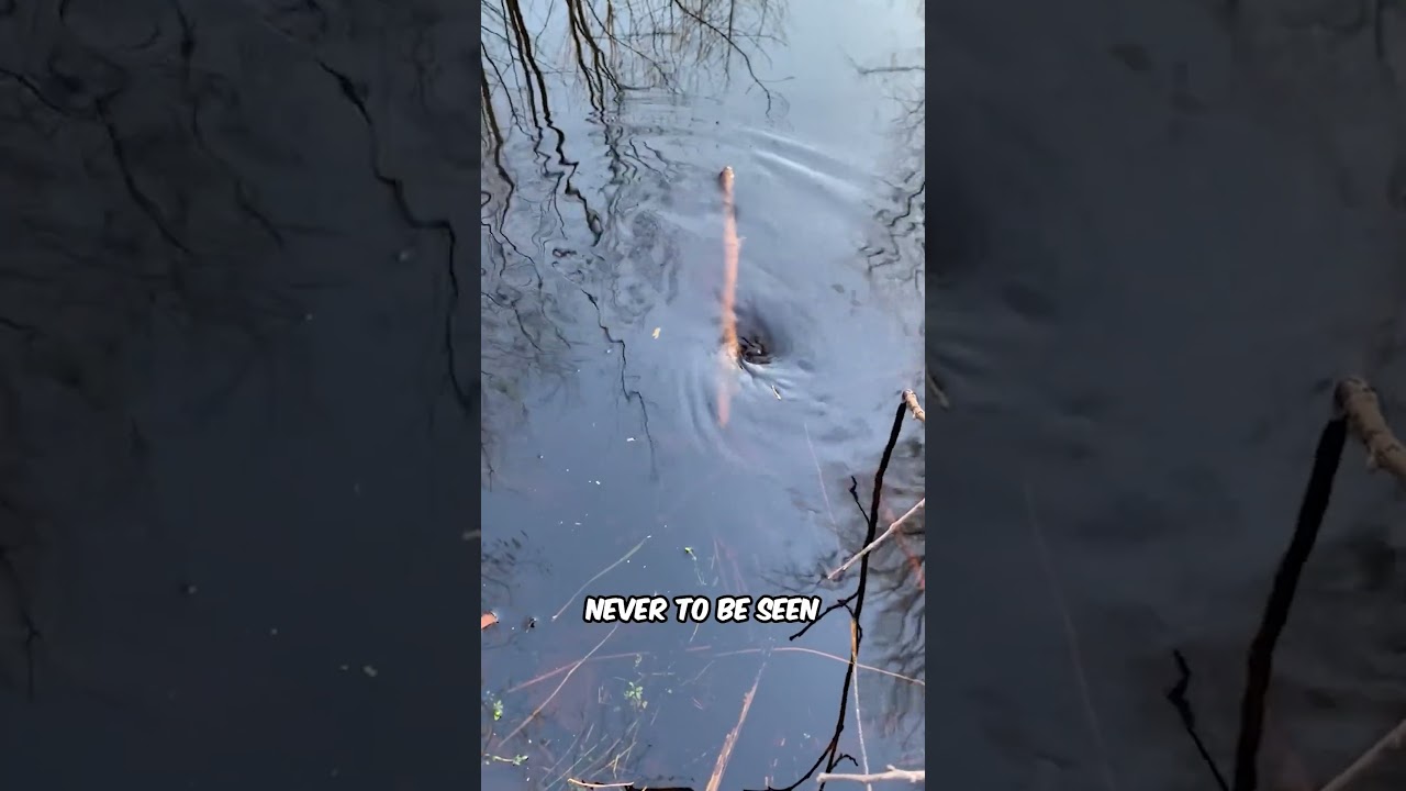 Стоячая вода скрывает странную тайну