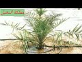 برنامج ري النخيل حلقة هامة جدا برنامج ري النخيل حلقة هامة جدا