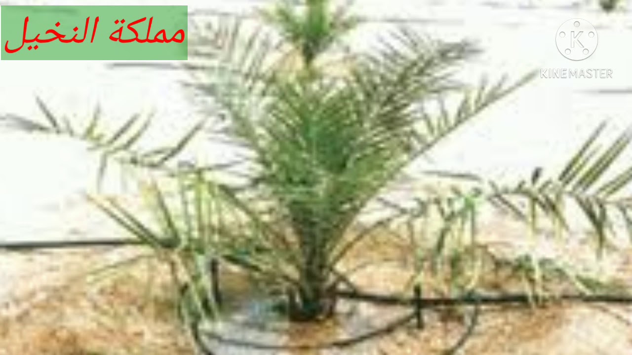 برنامج ري النخيل ( حلقة هامة جدا)