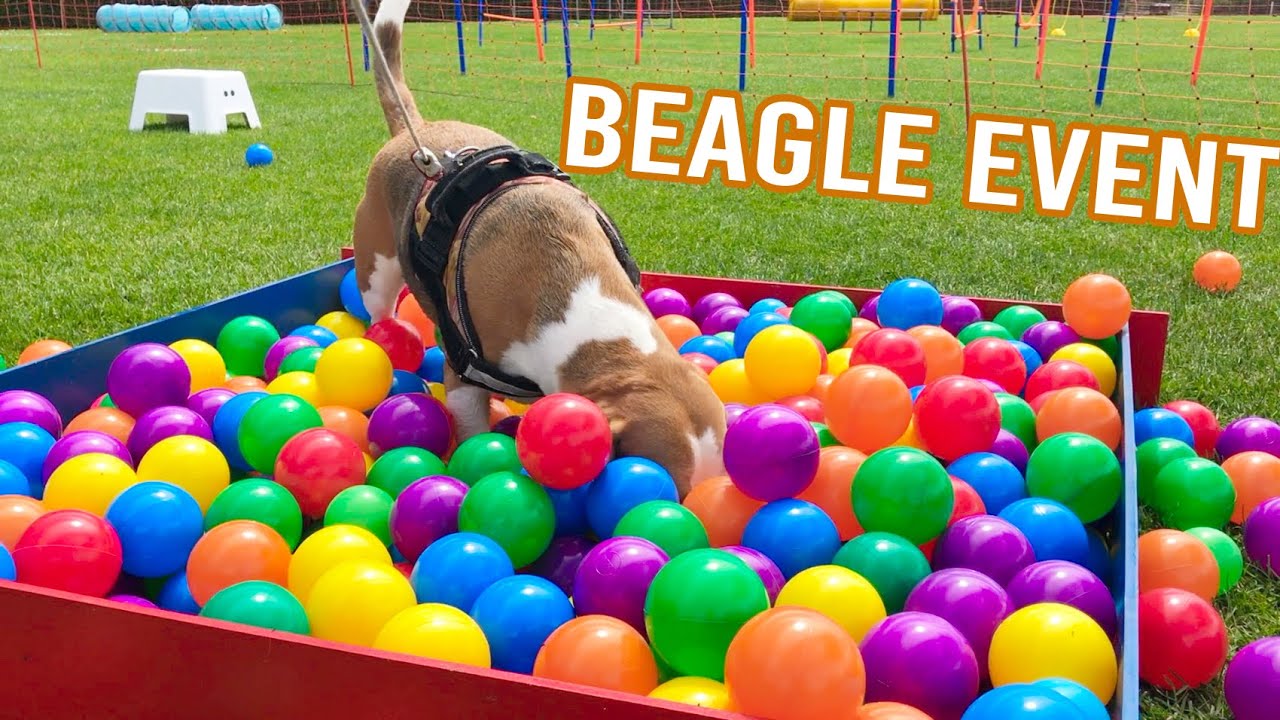 1000 BEAGLES Playing at the BEAGLE Event! - YouTube