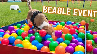 1000 BEAGLES Playing at the BEAGLE Event! by Louie The Beagle 18,023 views 7 months ago 5 minutes, 35 seconds