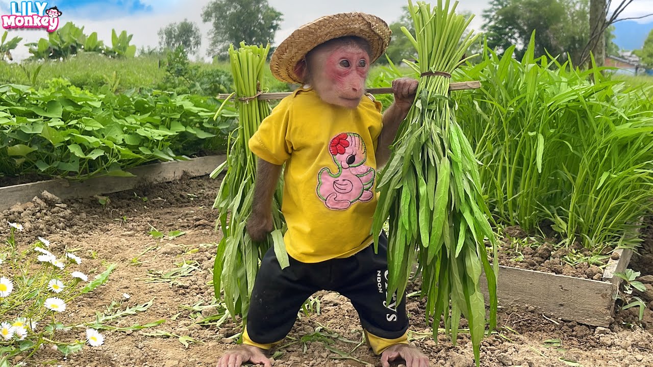 Lily helps dad harvest vegetables to cook breakfast | Lily's story