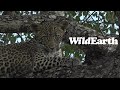 WildEarth - Sunset  Safari - 27 March 2022
