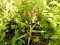 Горец почечуйный (Polygonum persicaria)