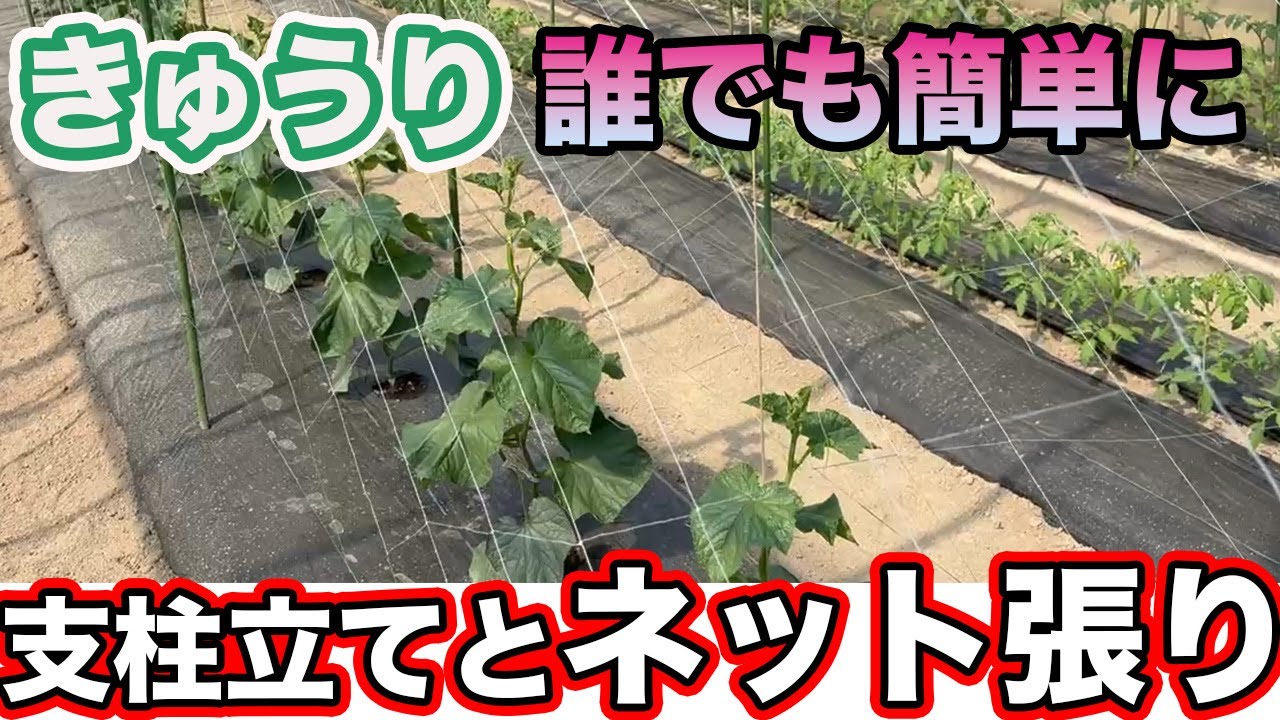 【きゅうり】プロが教える「簡単にできる」支柱たてとネット張りの方法