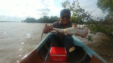 Câu Cá Ngát Hôm Nay Trúng Ổ Lên Hàng khủng | giang trần cà mau