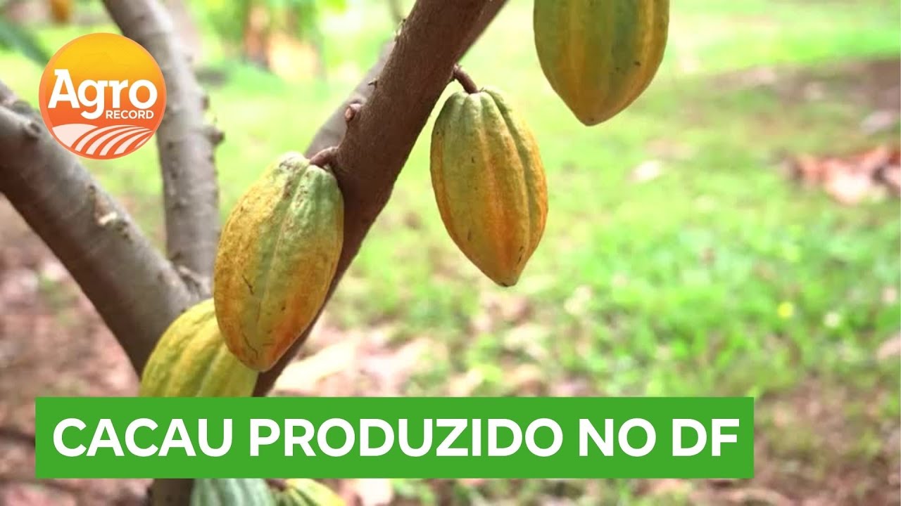 Produção de cacau: agricultores e especialistas discutem sobre cultivo no DF | Agro Record DF
