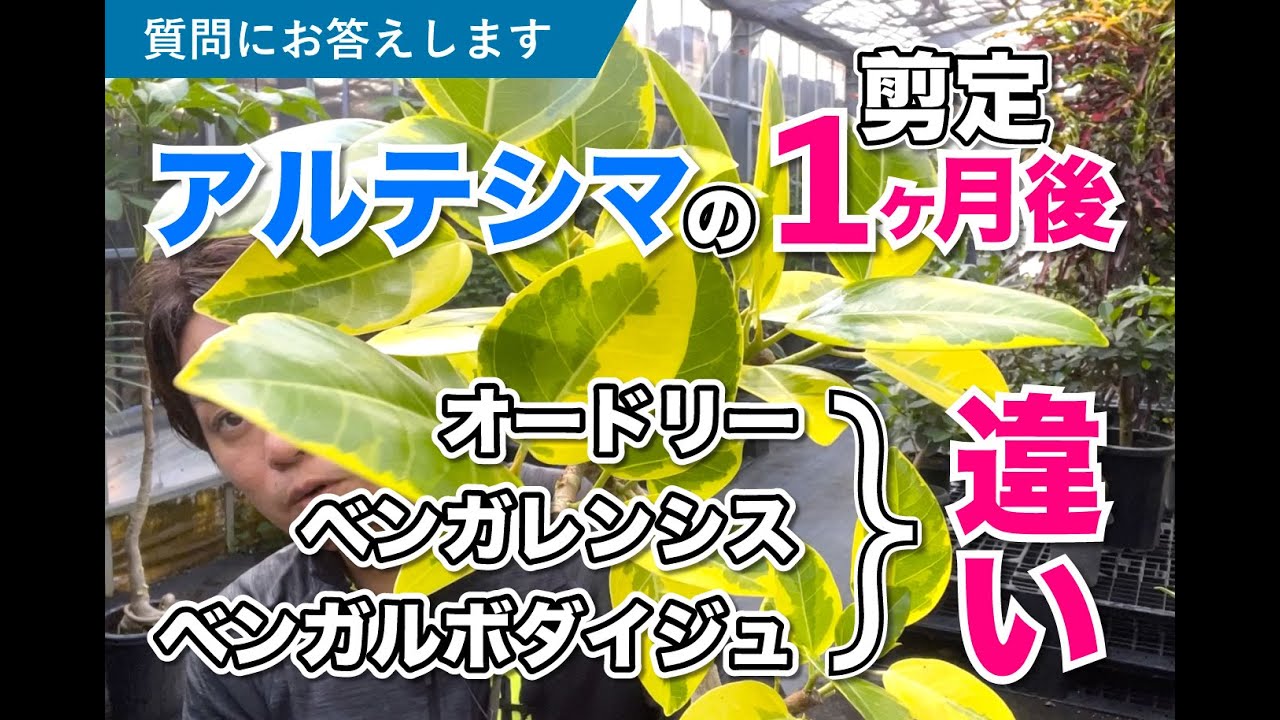 質問に答えます アルテシマの剪定1ヶ月後 ベンガレンシス オードリー ベンガルボダイジュの違い ゴムの木 観葉植物 Youtube