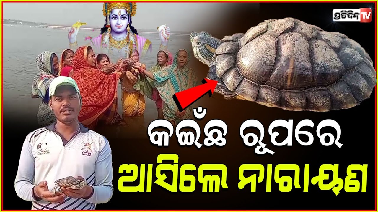 କଇଁଛ ରୂପରେ ଗାଁକୁ ଆସିଲେ ନାରାୟଣ ! Banki villagers worship turtle as Lord vishnu's Avatar.
