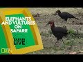 Wildlife Behavior and Ecology