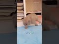 🐾 This Baby Kitten Learning to Walk Will Melt Your Heart! #CuteKittens, #KittenMoments, #FunnyCats