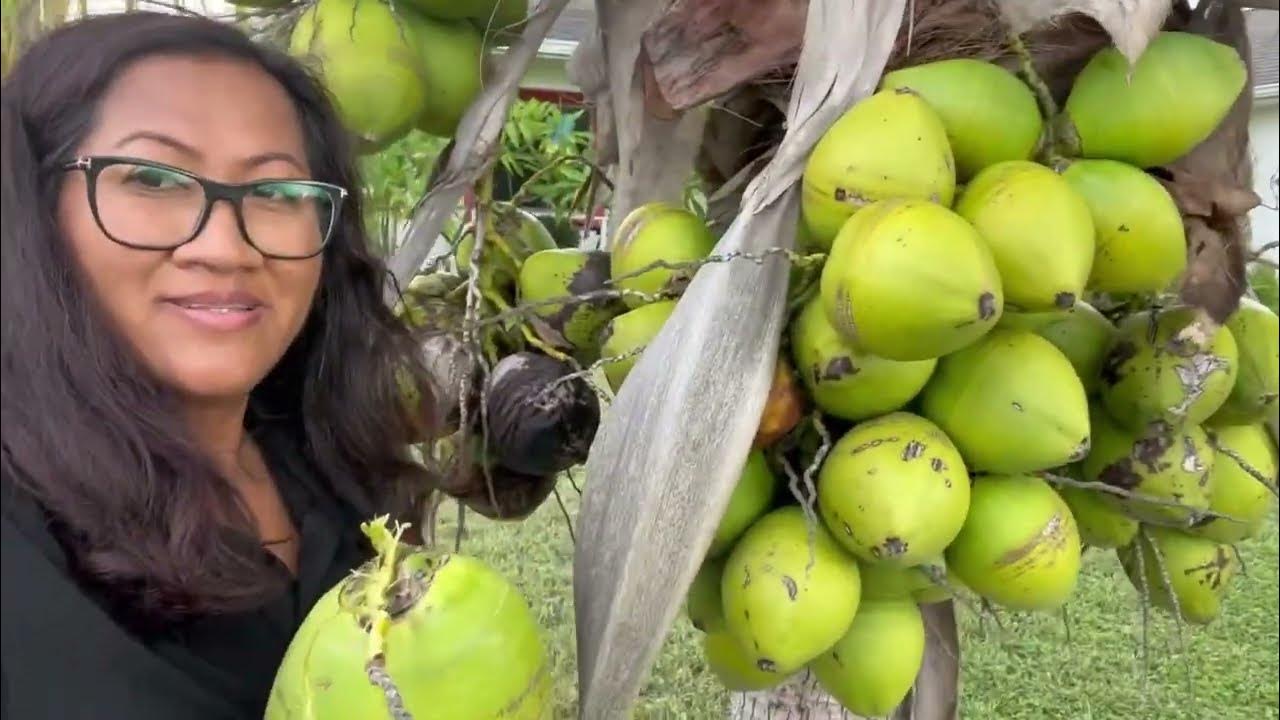 (E65)Pick up&cut coconuts my friend’s house Port Saint Lucie,FL