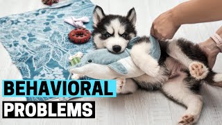 7 Common Behavioral Problems in Siberian Huskies and How to Deal with them