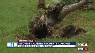 Strong winds destroy pool cage, rip giant trees from ground