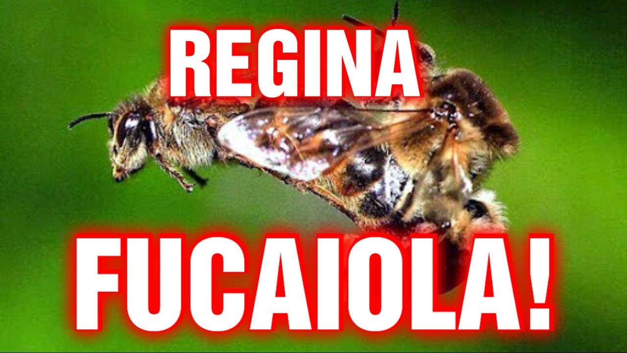 Apicoltura CD: Ape Regina fucaiola, recuperiamo la situazione!
