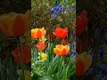 Kwiaty ogrodu.#garden #flowers #spring #music #