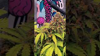 the anonymous by #42fastBud automatic #livingsoil #grow #art  #viral #plants #short #viralshorts