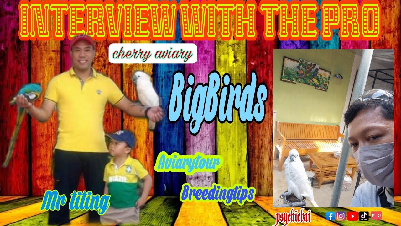 AVIARY VISIT | CHERRY AVIARY (Titing Magbanua) SUCCESSFUL BREEDING | ECLECTUS  /INDIAN RINGNECK