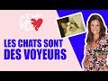 Pourquoi Nos Animaux Nous Regardent Ils Pendant Le Sexe Je T Aime Etc