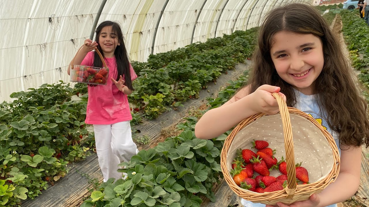 رحنا مزرعة فراولة 🍓 ومايا زعلت! شوفوا السبب الغريب ! 😱