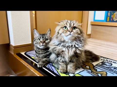 女友達とのさよならが嫌すぎて機嫌を悪くしてしまった猫