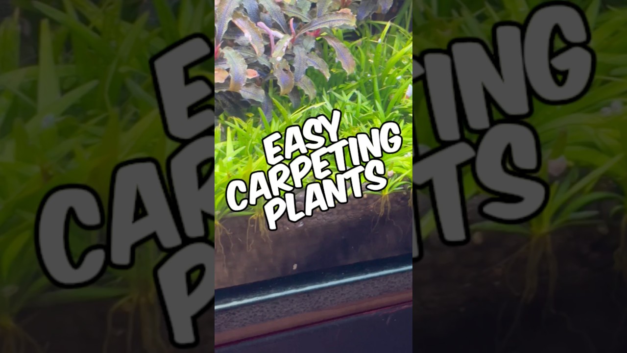 Easy Carpeting Plants For Your Low-Tech Planted Aquarium!