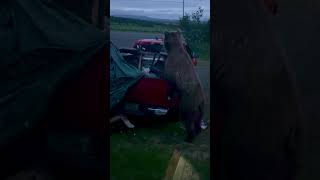 Bear's Unexpected Trash Raid in Close Proximity