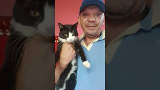 Beautiful Domestic Catcutepetscatyoucartfunnylabradorcat