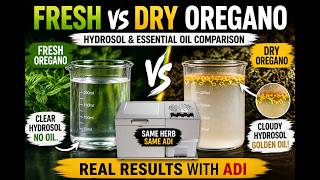 Fresh vs Dried Oregano — Which Makes More Essential Oil? (Shocking Results)